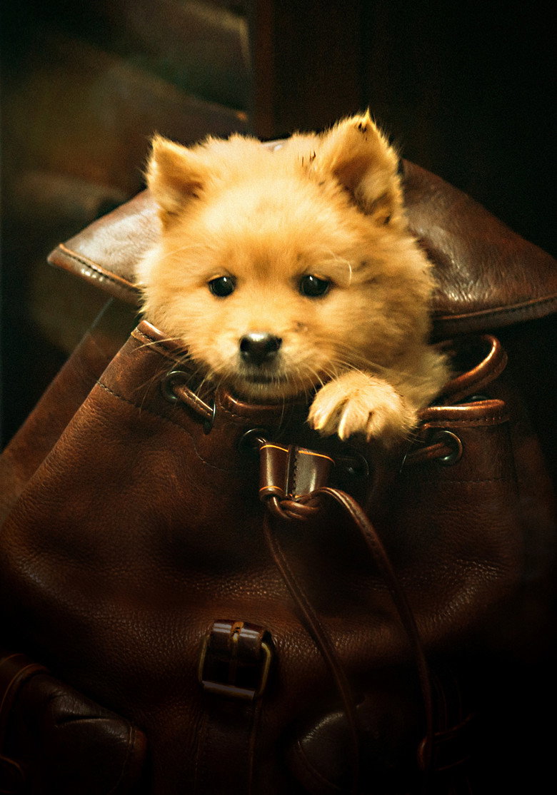 Hachiko poster