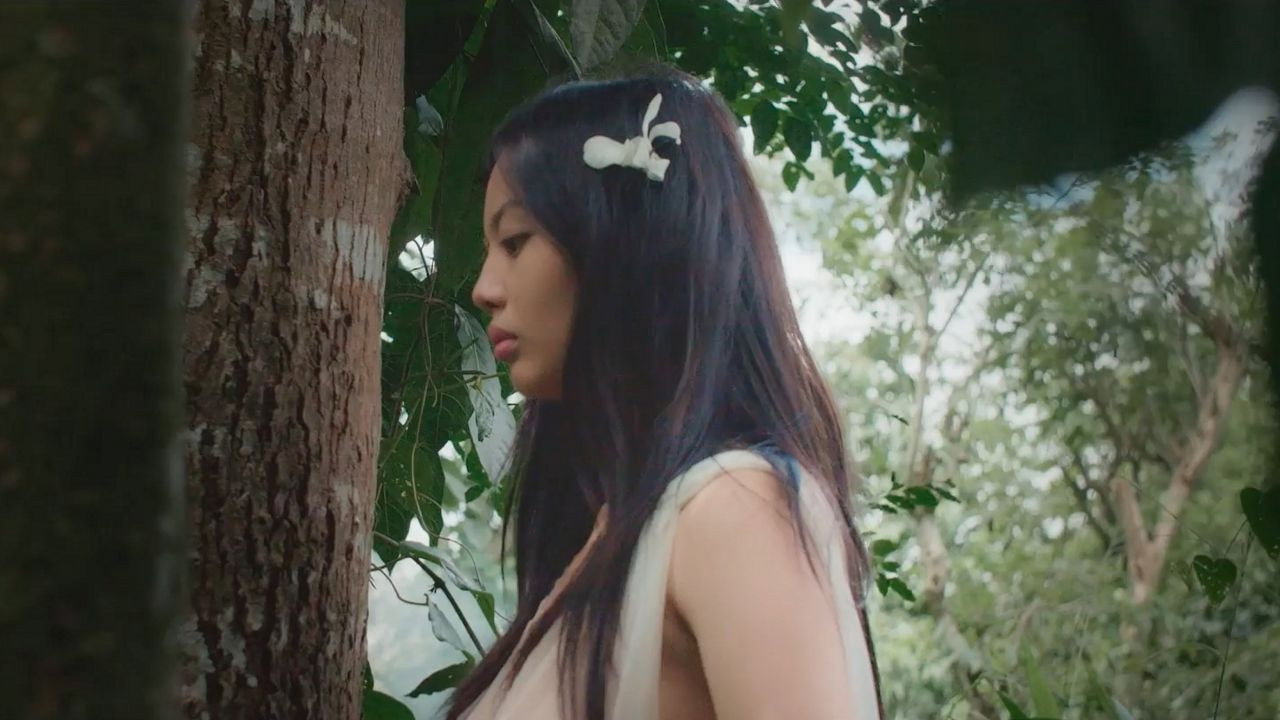 Virgin Forest backdrop