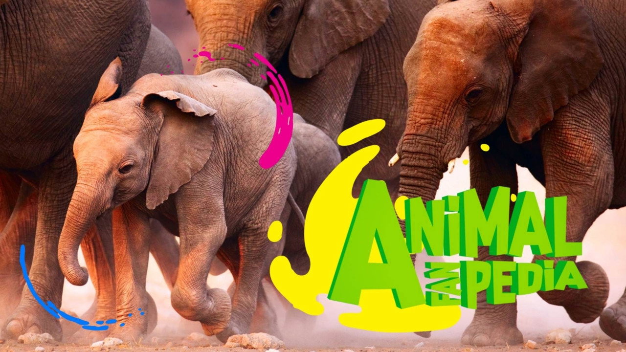 Animal Fanpedia backdrop